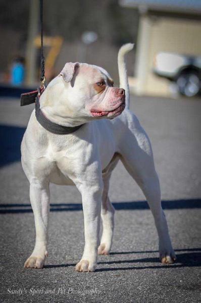 NKC JR CH/NKC CH CenterBull's Iron Lion AKA Rocky