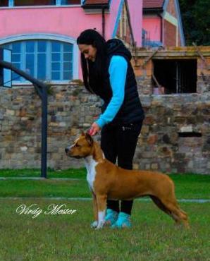 WHITE-amSTAFF Gentle Eyes