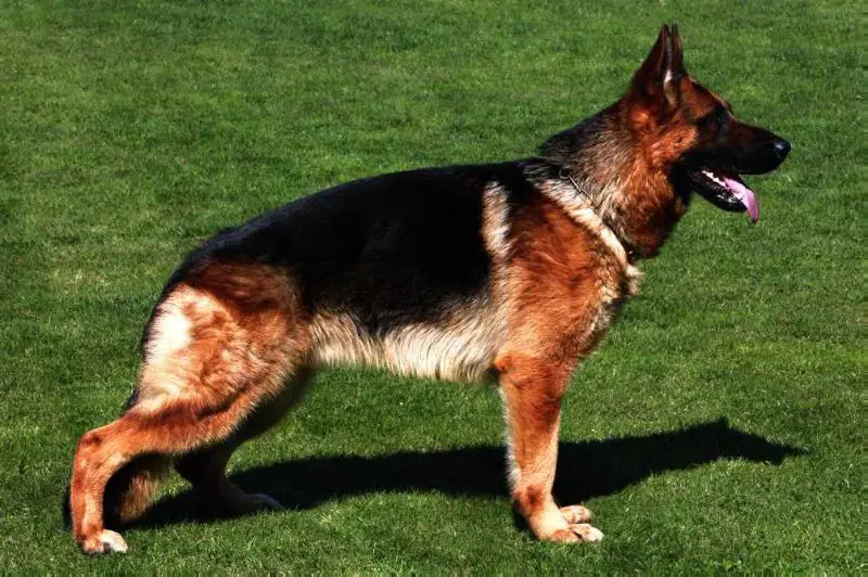 V3, Class winner ORIN z Mesta karafiátu