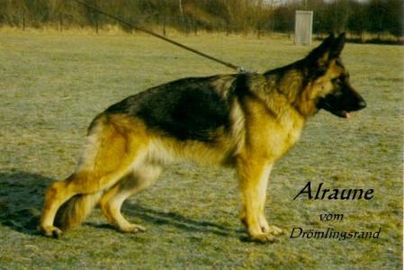 V Alraune vom Drömlingsrand