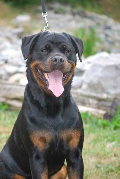 Daya Nicolett Bianco Dux