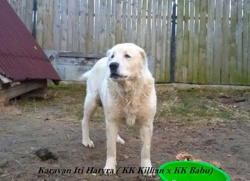 Karavan iti Hatyra
