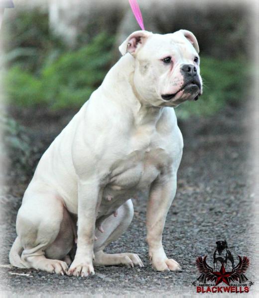 UKC CH Blackwell's Waiting for my Ruca of Connecticut Bulldogs
