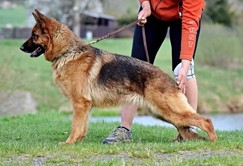 V Uriach Fabare Bohemia