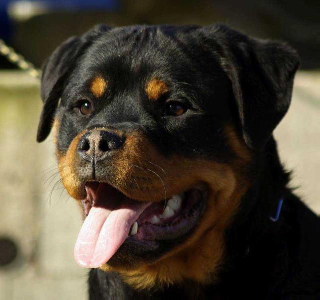 Ro J Ch Crazy Diamond Uzzi