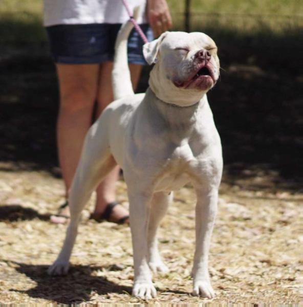 Wolfpack Queen Nala @ Ford AB