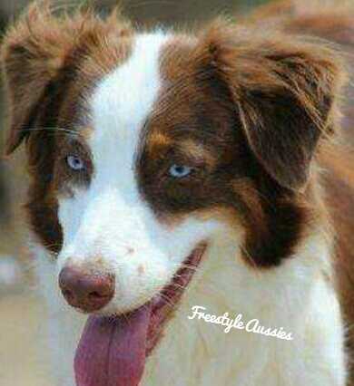 Freestyles Classie Chassis