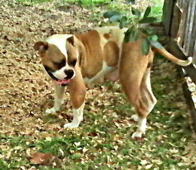 Big Easy Kennels Bubbles