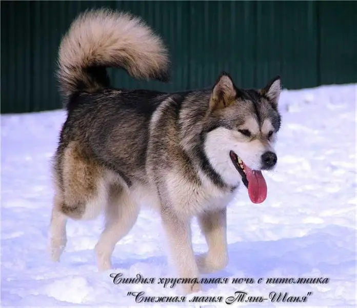 CAC CW SINDIA HRUSTALNAYA NOCH