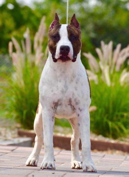 GoodHunting Face to Face