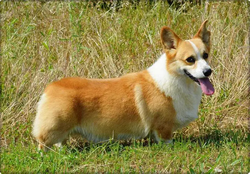 Milkywey's Wildsyde At Wind Dial