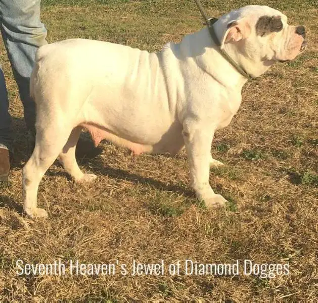 Seventh Heaven's Jewel of Diamond Dogges