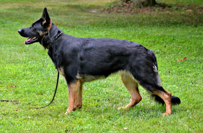 UKC CH Maui vom Haus Morrisson