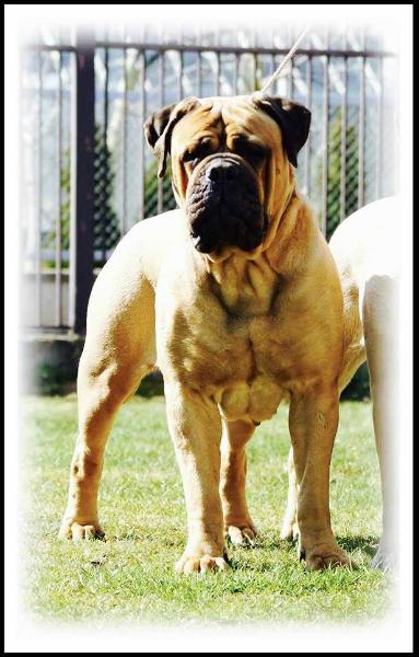 Bogemia Cream Bravo Bomba