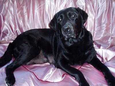 ALKOR ROS IZABELLA GRANT