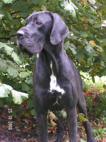 Aïdi dit amazone du Temple Sacré d'héloïse