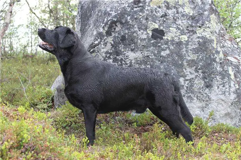 NOELANY THE TRIAL FOR MURDER