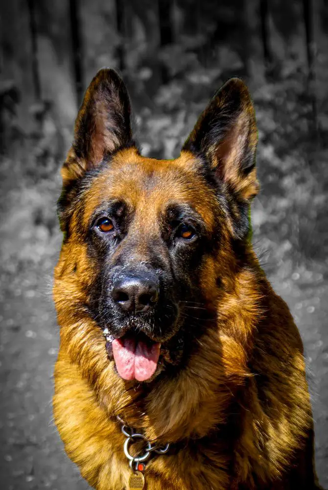 VP2 VP2 SG1 Absela Mutz Von Dramana