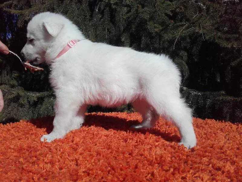 Riot Leader's Harley Quinn