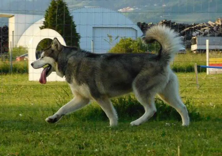 Goddess of Fire Inditarod