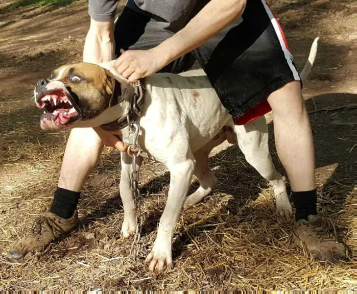 Bullhead's Mr. Squeaks