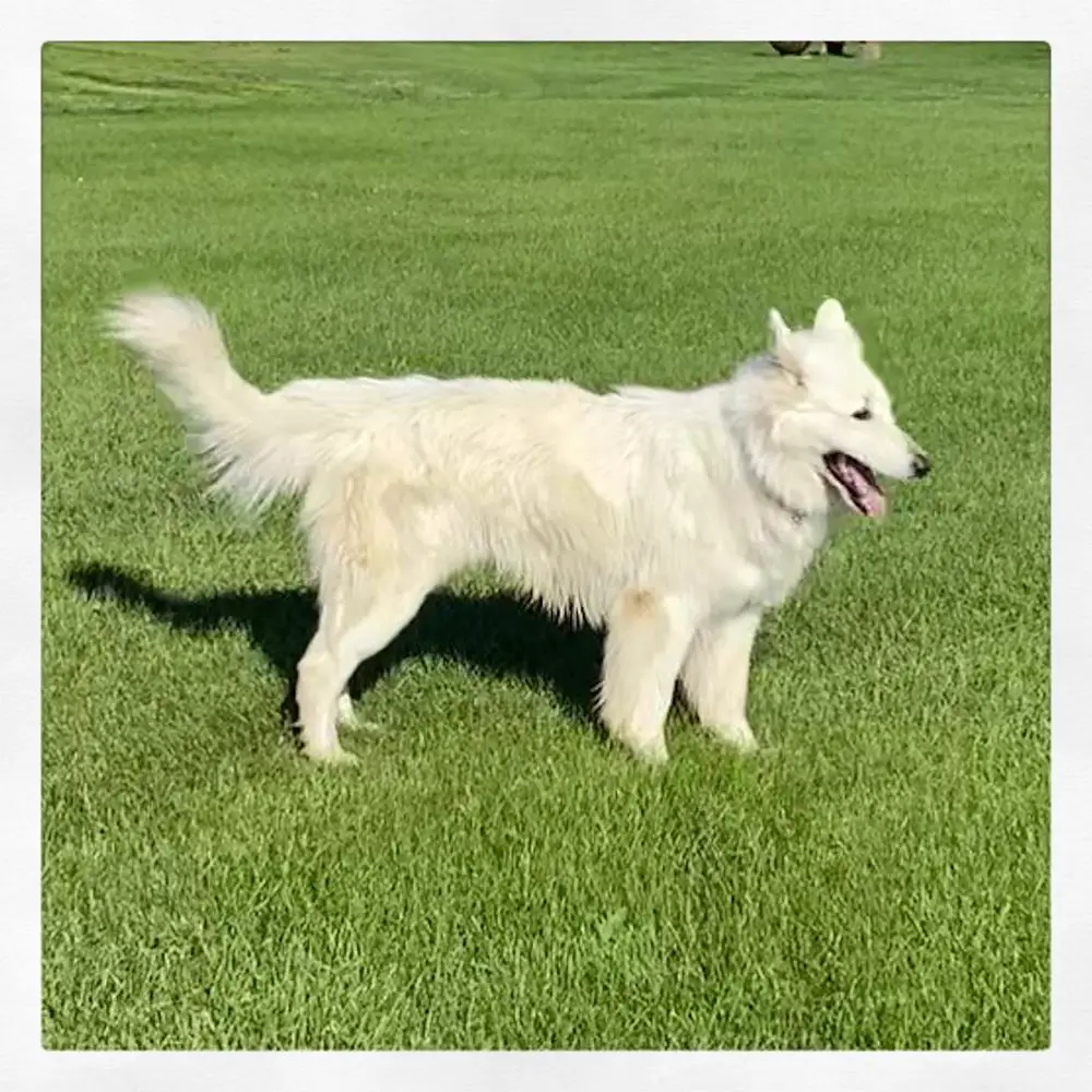 Bolt Suka of Big Whites