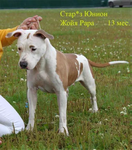 Star's Yunion Joia Rara