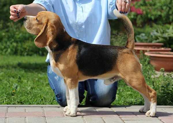 Beagelee Road Runner