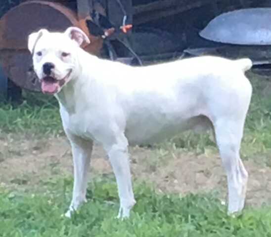 Schroeder's Victor, APSR ABBB17-005