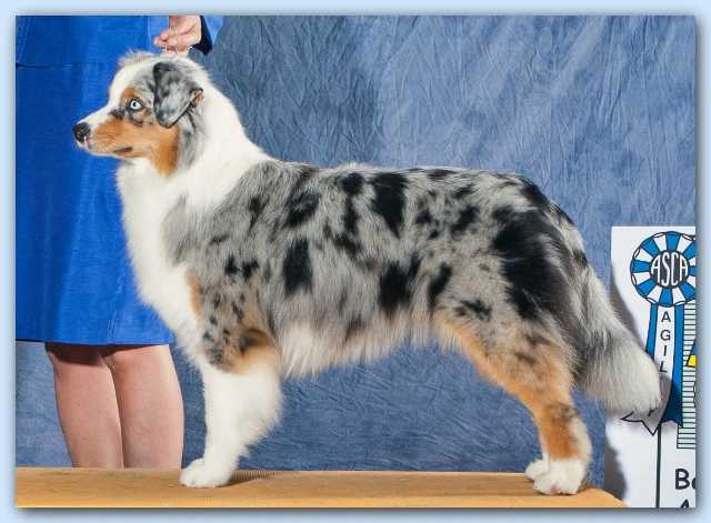 ASCA Ch. German Ch. KoKo Blue
