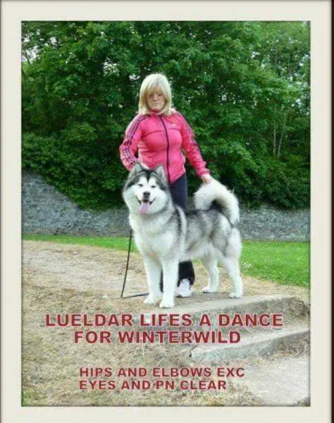Lueldar Lifes A Dance For Winterwild
