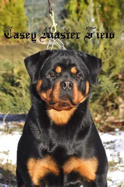 Casey Master Field