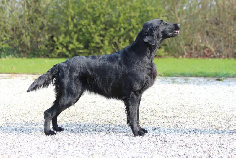 C.I.B, C.I.E,JCH RUS,CH RUS,CH RKF,CH LT, CH PL, CH LV VERON VELVET GLAM PRINCESS