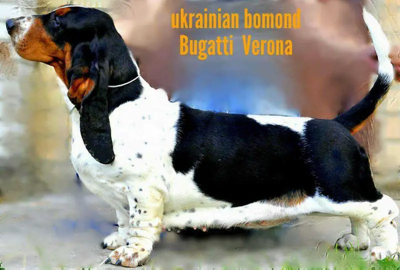 ukrainian bomond bugatti verona