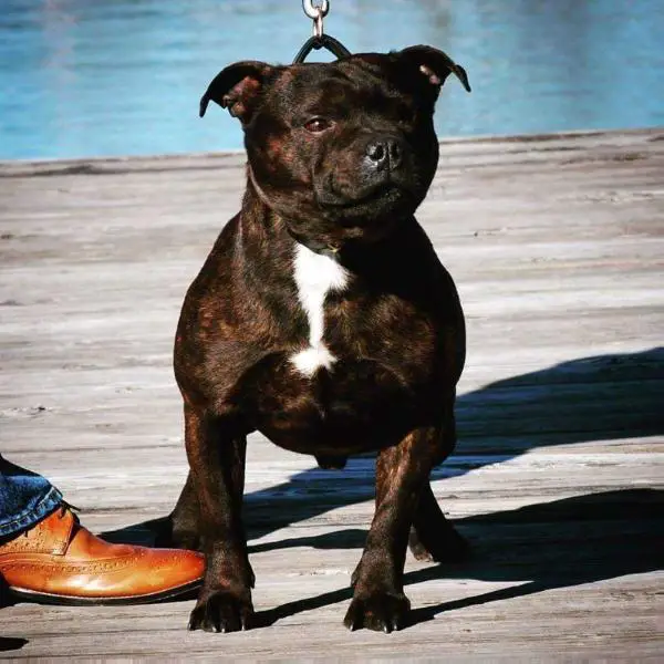 #1 AKC SBT 2015 in the USA, UKC GR CH, AKC Silver GCH CH,Int Roughnecks Casual Look