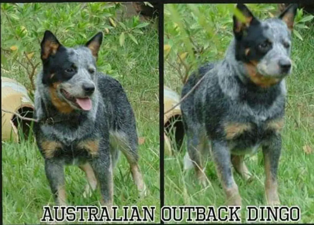 AUSTRALIAN OUTBACK DINGO