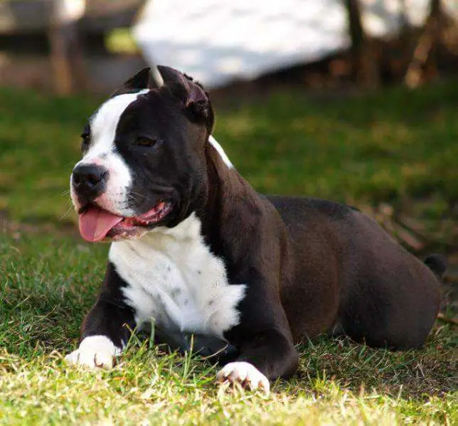 LOLA NARCOTIC OF NIMILOXUS