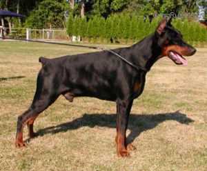 CH D.VDH Banhrein Brando Von Ashanti