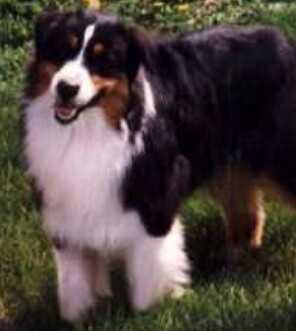 Crazyheart Dust'n Competition