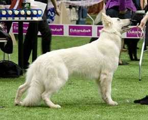 LV BY JCh, LV LT EE RU BY CH Ariadna Pathfinder Sardogs