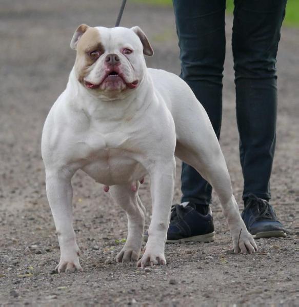 Bulletbulls Dama of Massimo’s