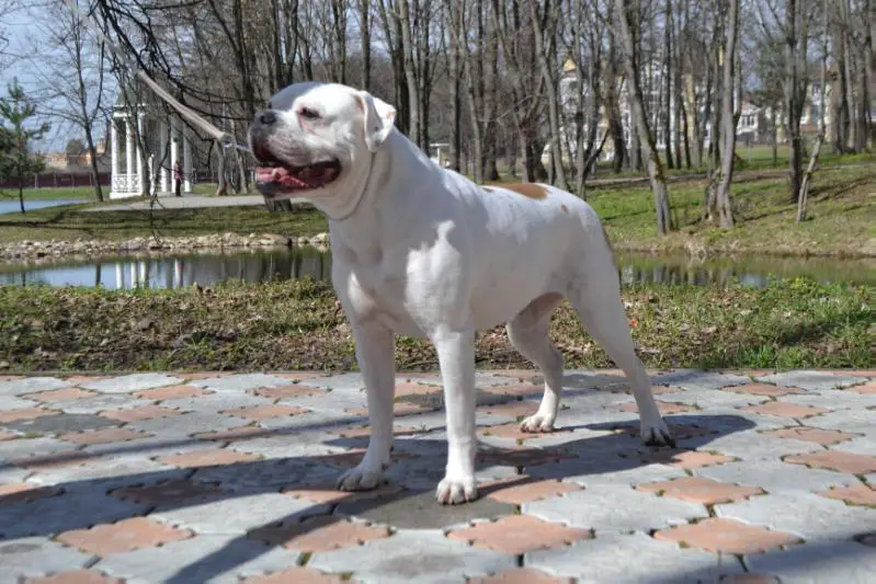 JCH RUS, CC SONYA PLAY STATION