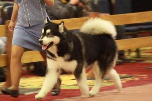 Silverice's Jager Bomb