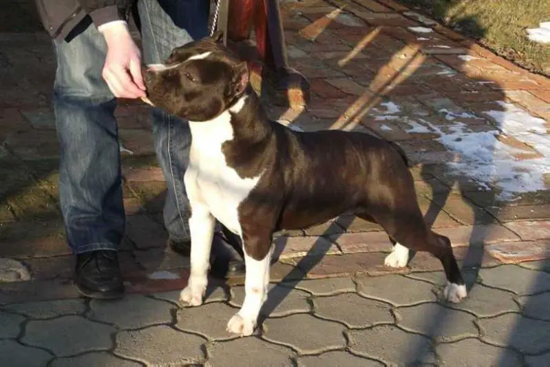 Pitypalatty-völgyi Jane Austen