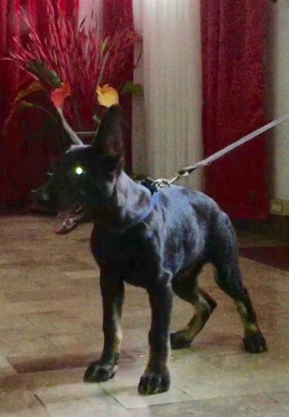 Quattro Aritar Bastet