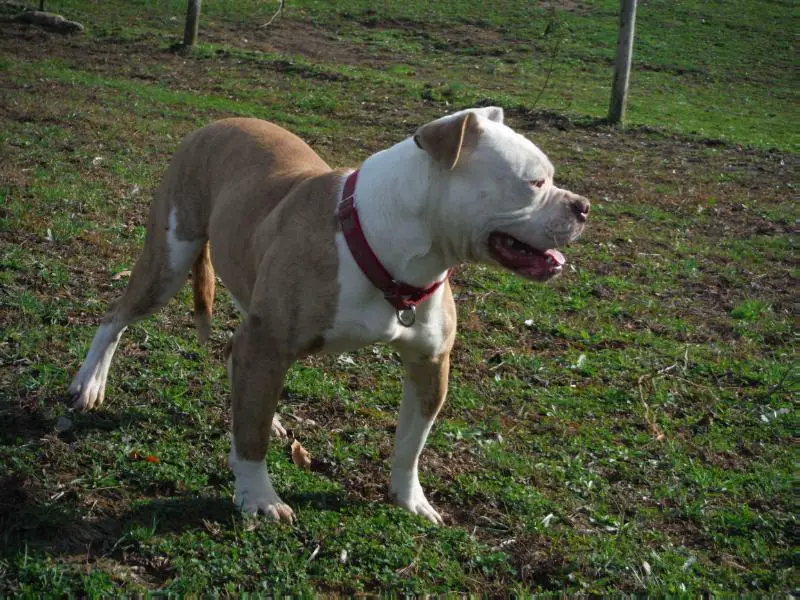 Strange's Tiger Lily of Secrest's