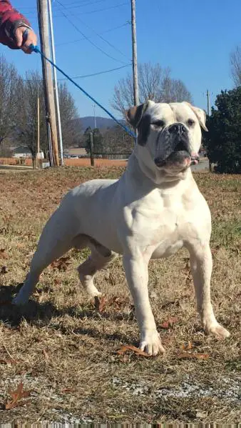 Holman's Spoonfull of Sugar