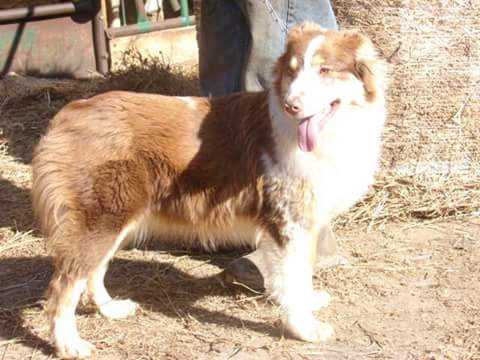 Kenmars Blue Suede Shoes