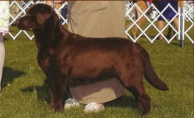 AKC Major Pointed Skyfire's Pheonix