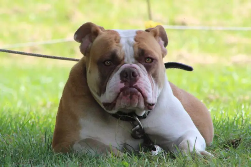 Strange's Crazy Daisey